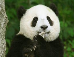 giant panda eatting lunch